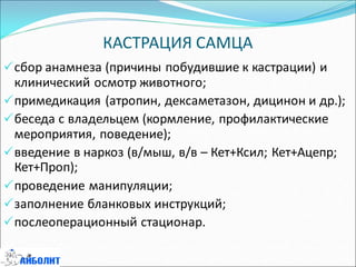 КАСТРАЦИЯ САМЦА
сбор анамнеза (причины побудившие к кастрации) и
клинический осмотр животного;
примедикация (атропин, дексаметазон, дицинон и др.);
беседа с владельцем (кормление, профилактические
мероприятия, поведение);
введение в наркоз (в/мыш, в/в – Кет+Ксил; Кет+Ацепр;
Кет+Проп);
проведение манипуляции;
заполнение бланковых инструкций;
послеоперационный стационар.
 