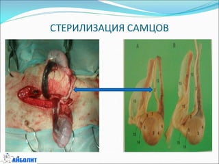 СТЕРИЛИЗАЦИЯ САМЦОВ
 