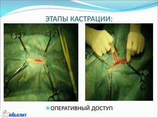 ЭТАПЫ КАСТРАЦИИ:
ОПЕРАТИВНЫЙ ДОСТУП
 