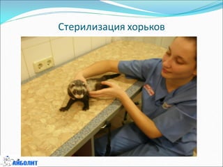 Стерилизация хорьков
 