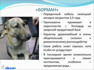 «БОРМАН»
 Порядочный кобель немецкой
овчарки возрастом 2,5 года
 Припеваючи проживает в
окрестностях г. Теплодар на
закрытой продуктовой базе
 Характер дружелюбный и очень
общительный, склонен к
романтическому разгильдяйству
 Свою работу знает хорошо, хотя
особо не усердствует
 В последнее время внимательно
прислушивается к своим
инстинктам, особенно –
продолжения рода…
 