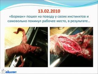 13.02.2010
«Борман» пошел на поводу у своих инстинктов и
самовольно покинул рабочее место, в результате…
 