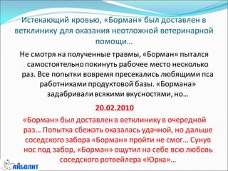 Истекающий кровью, «Борман» был доставлен в
ветклинику для оказания неотложной ветеринарной
помощи…
Не смотря на полученные травмы, «Борман» пытался
самостоятельнопокинуть рабочее место несколько
раз. Все попытки вовремя пресекались любящими пса
работникамипродуктовой базы. «Бормана»
задабриваливсякими вкусностями,но…
20.02.2010
«Борман» был доставлен в ветклиникув очередной
раз… Попытка сбежать оказалась удачной, но дальше
соседского забора «Борман» пройти не смог… Сунув
нос под забор, «Борман» ощутил на себе всю любовь
соседского ротвейлера «Юрка»…
 