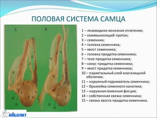 ПОЛОВАЯ СИСТЕМА САМЦА
1 – лозовидное венозное сплетение;
2 – семявыносящий проток;
3 – семенник;
4 – головка семенника;
5 – хвост семенника;
6 – головка придатка семенника;
7 – тело придатка семенника;
8 – синус придатка семенника;
9 – хвост придатка семенника;
10 – париетальный слой влагалищной
оболочки;
11 – наружный подниматель семенника;
12 – брыжейка семенного канатика;
13 – наружнаясеменная фасция;
14 – собственная связка семенника;
15 – связка хвоста придатка семенника.
 