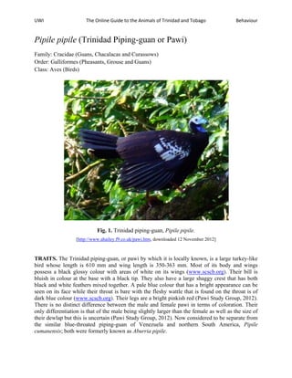 UWI  The Online Guide to the Animals of Trinidad and Tobago   Behaviour  
Pipile pipile (Trinidad Piping-guan or Pawi)
Family: Cracidae (Guans, Chacalacas and Curassows)
Order: Galliformes (Pheasants, Grouse and Guans)
Class: Aves (Birds)
Fig. 1. Trinidad piping-guan, Pipile pipile.
[http://www.ahailey.f9.co.uk/pawi.htm, downloaded 12 November 2012]
TRAITS. The Trinidad piping-guan, or pawi by which it is locally known, is a large turkey-like
bird whose length is 610 mm and wing length is 350-363 mm. Most of its body and wings
possess a black glossy colour with areas of white on its wings (www.scscb.org). Their bill is
bluish in colour at the base with a black tip. They also have a large shaggy crest that has both
black and white feathers mixed together. A pale blue colour that has a bright appearance can be
seen on its face while their throat is bare with the fleshy wattle that is found on the throat is of
dark blue colour (www.scscb.org). Their legs are a bright pinkish red (Pawi Study Group, 2012).
There is no distinct difference between the male and female pawi in terms of coloration. Their
only differentiation is that of the male being slightly larger than the female as well as the size of
their dewlap but this is uncertain (Pawi Study Group, 2012). Now considered to be separate from
the similar blue-throated piping-guan of Venezuela and northern South America, Pipile
cumanensis; both were formerly known as Aburria pipile.
 