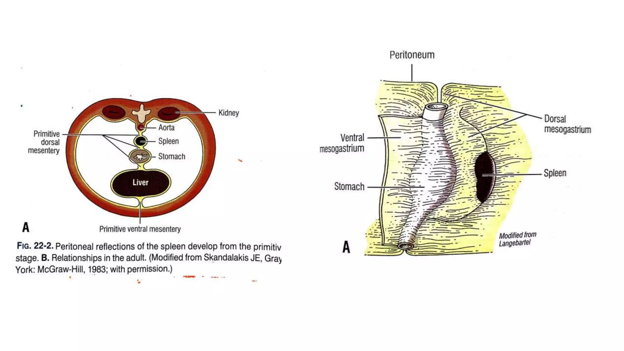 Applied Anatomy and Physiology of spleen | PPTX