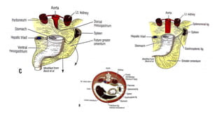 Applied Anatomy and Physiology of spleen | PPTX