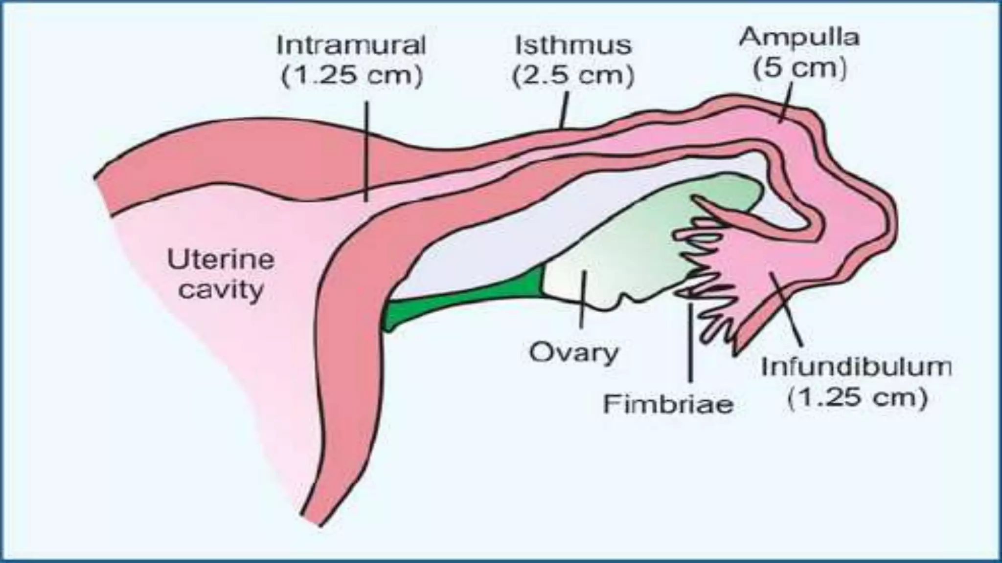 0_ANATOMY OF FEMALE REPRODUCTIVE SYSTEM.pptx