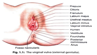 L4- PELVIC CAVITY PART 2-1.pptx