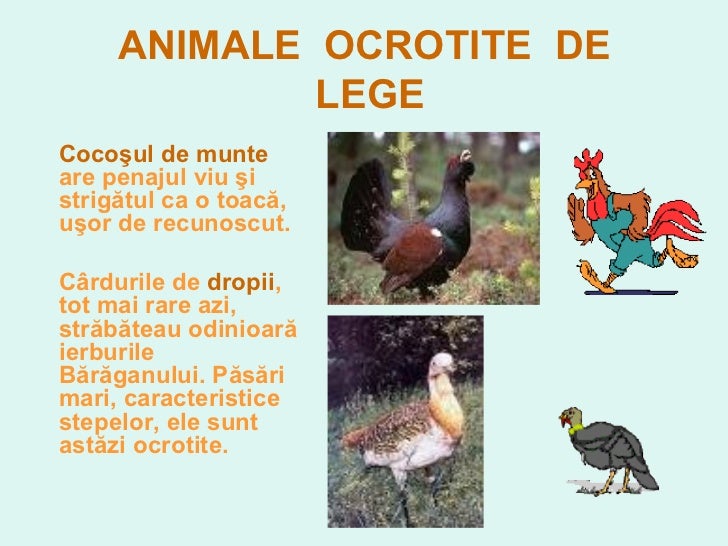 0 Animale Salbatice