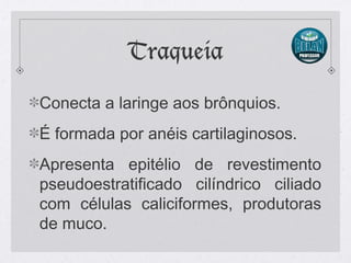 Traqueia
Conecta a laringe aos brônquios.
É formada por anéis cartilaginosos.
Apresenta epitélio de revestimento
pseudoestratificado cilíndrico ciliado
com células caliciformes, produtoras
de muco.
 