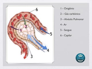1 - Oxigênio
2 – Gás carbônico
3 – Alvéolo Pulmonar
4 - Ar
5 - Sangue
6 - Capilar
 
