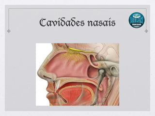 Cavidades nasais
 