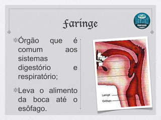 Faringe
Órgão que é
comum aos
sistemas
digestório e
respiratório;
Leva o alimento
da boca até o
esôfago.
 