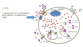 ↑ expression du ZIP14, un transporteur
du fer réduit Fe2+ à l’intérieur de la
cellule
GALD
 