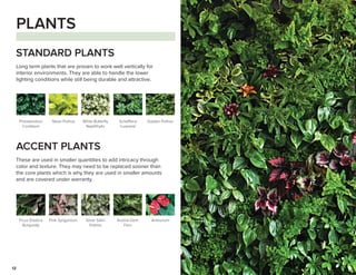 12
PLANTS
Long term plants that are proven to work well vertically for
interior environments. They are able to handle the lower
lighting conditions while still being durable and attractive.
These are used in smaller quantities to add intricacy through
color and texture. They may need to be replaced sooner than
the core plants which is why they are used in smaller amounts
and are covered under warranty.
STANDARD PLANTS
ACCENT PLANTS
Philodendron
Cordatum
Ficus Elastica
Burgundy
Neon Pothos
Pink Syngonium
Schefflera
‘Luseane'
White Butterfly
Nephthytis
Silver Satin
Pothos
Golden Pothos
Austral Gem
Fern
Anthurium
 