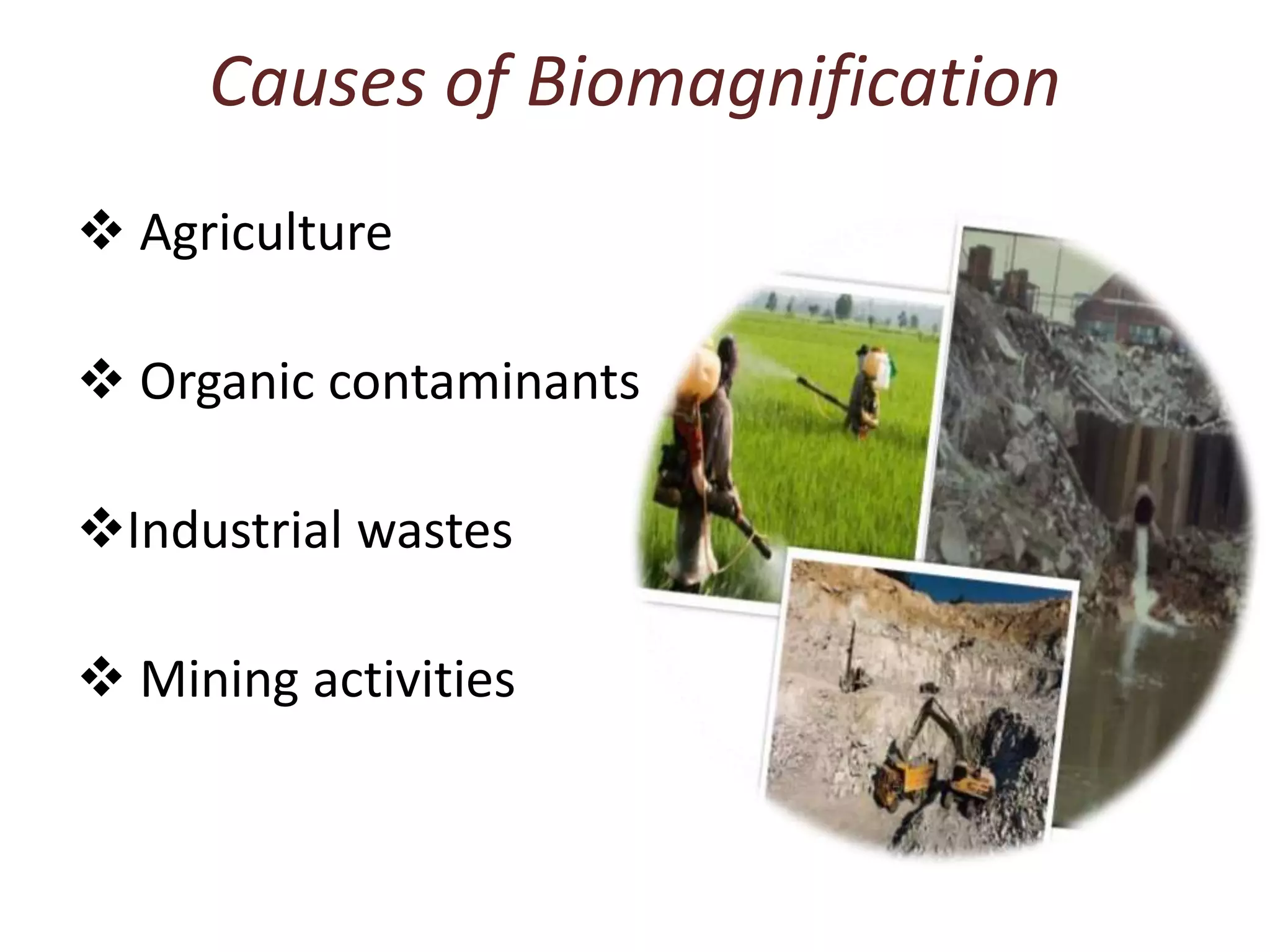 Biomagnification | PPTX