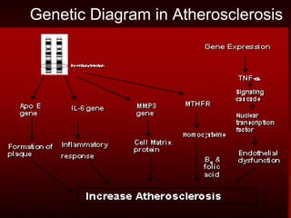 241 genetic influence on carotid atherosclerosis | PPT