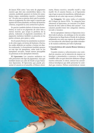 de Jueces FOA como “una serie de pigmentos          nante, blanco recesivo, amarillo marfil y rojo
oscuros que dan una característica típica a los     marfil. En el canario bronce, es el lipocromo
canarios, pudiendo aparecer en forma de eume-       rojo el que se pone de manifiesto, debiendo pre-
lanina negra, eumelanina marrón y feomelani-        sentarse de un color rojo oscuro y brillante.
na”. En este caso es preciso decir que la eumela-      La Categoría: Tal como indica el estándar
nina es el pigmento de color negro o marrón que
                                                    del Colegio de Jueces FOA, “la categoría hace
aparece de forma diseñada, en forma de bastones
                                                    referencia al lipocromo, en concreto a la distri-
o barras, ocupando la zona central de la pluma.
                                                    bución de éste sobre la librea del canario”. Los
   Es preciso también definir el término feome-     canarios pueden tener tres categorías: intenso,
lanina, la cual es un pigmento de color más o       nevado y mosaico.
menos marrón, que ocupa la periferia de la
                                                        En los ejemplares intensos el lipocromo inva-
pluma, rodeando al pigmento eumelánico. El
                                                    dirá toda la pluma, sin embargo en los nevados
pigmento melánico también se presenta en las
                                                    el lipocromo no llega hasta el borde de la pluma,
partes córneas, pico patas y uñas.
                                                    adoptando esa zona una especie de escarchadu-
   En el canario bronce la eumelanina se presen-    ra o nevadura de color blanco que debe extender-
ta de color negro, en forma de bastones o barras,   se de manera uniforme por todo el plumaje.
las cuáles deberán ser anchas y formar un dise-
ño continuado. La feomelanina también aparece       3. Características del canario Bronce Intenso y
en este tipo de ejemplares, sobre todo en los          Nevado:
ejemplares nevados, siendo menos perceptible            Cuando criamos y seleccionamos una varie-
su presencia en los ejemplares intensos.            dad de canarios con la intención de mejorar su
   El Lipocromo: Los canarios melánicos no          fenotipo y presentarlos a concurso, es impres-
sólo presentan este tipo de pigmentos, sino que     cindible saber en qué dirección debemos dirigir
también tienen un color de fondo al que llama-      nuestra selección, es decir, conocer las caracte-
mos lipocromo. El lipocromo que puede pre-          rísticas fenotípicas que debe presentar la varie-
sentar el canario es el amarillo, el blanco domi-   dad que criamos. Dichas características vienen




Bronce Intenso.
 