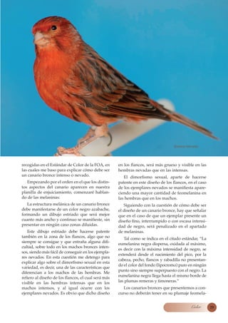 Bronce Nevado.




recogidas en el Estándar de Color de la FOA, en      en los flancos, será más grueso y visible en las
las cuales me baso para explicar cómo debe ser       hembras nevadas que en las intensas.
un canario bronce intenso o nevado.                     El dimorfismo sexual, aparte de hacerse
   Empezando por el orden en el que los distin-      patente en este diseño de los flancos, en el caso
tos aspectos del canario aparecen en nuestra         de los ejemplares nevados se manifiesta apare-
planilla de enjuiciamiento, comenzaré hablan-        ciendo una mayor cantidad de feomelanina en
do de las melaninas:                                 las hembras que en los machos.
   La estructura melánica de un canario bronce          Siguiendo con la cuestión de cómo debe ser
debe manifestarse de un color negro azabache,        el diseño de un canario bronce, hay que señalar
formando un dibujo estriado que será mejor           que en el caso de que un ejemplar presente un
cuanto más ancho y continuo se manifieste, sin       diseño fino, interrumpido o con escasa intensi-
presentar en ningún caso zonas diluidas.             dad de negro, será penalizado en el apartado
   Este dibujo estriado debe hacerse patente         de melaninas.
también en la zona de los flancos, algo que no          Tal como se indica en el citado estándar, “La
siempre se consigue y que entraña alguna difi-
                                                     eumelanina negra dispersa, oxidada al máximo,
cultad, sobre todo en los machos bronces inten-
                                                     es decir con la máxima intensidad de negro, se
sos, siendo más fácil de conseguir en los ejempla-
                                                     extenderá desde el nacimiento del pico, por la
res nevados. En esta cuestión me detengo para
                                                     cabeza, pecho, flancos y rabadilla no presentan-
explicar algo sobre el dimorfismo sexual en esta
                                                     do el color del fondo (lipocromo) puro en ningún
variedad, es decir, una de las características que
                                                     punto sino siempre superpuesto con el negro. La
diferencian a los machos de las hembras. Me
refiero al diseño de los flancos, el cual será más   eumelanina negra llega hasta el mismo borde de
visible en las hembras intensas que en los           las plumas remeras y timoneras.”
machos intensos, y al igual ocurre con los              Los canarios bronces que presentemos a con-
ejemplares nevados. Es obvio que dicho diseño        curso no deberán tener en su plumaje feomela-


                                                                                             Color       29
 