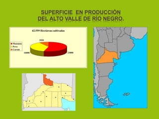 SUPERFICIE EN PRODUCCIÓN
DEL ALTO VALLE DE RÍO NEGRO.
42.559 Hectáreas cultivadas
2300016000
3559
Manzana
Pera
Carozo
 