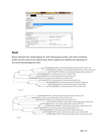 Page | 16
Result
Result obtained from bootstrapping for both Nucleocapsid protein and Small membrane
protein was the same as the original result, which supports the reliability and robustness of
the constructed phylogenetic trees.
 