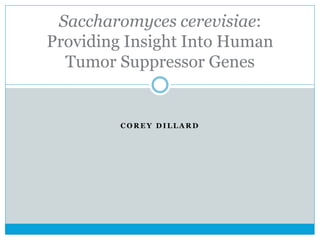C O R E Y D I L L A R D
Saccharomyces cerevisiae:
Providing Insight Into Human
Tumor Suppressor Genes
 