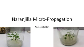 Naranjilla Micro-Propagation
Adrianne Seiden
 