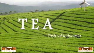 T E ATaste of Indonesia
 