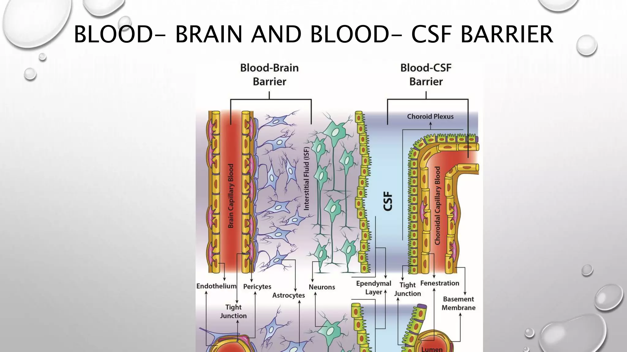 BLOOD- BRAIN AND BLOOD- CSF BARRIER
 