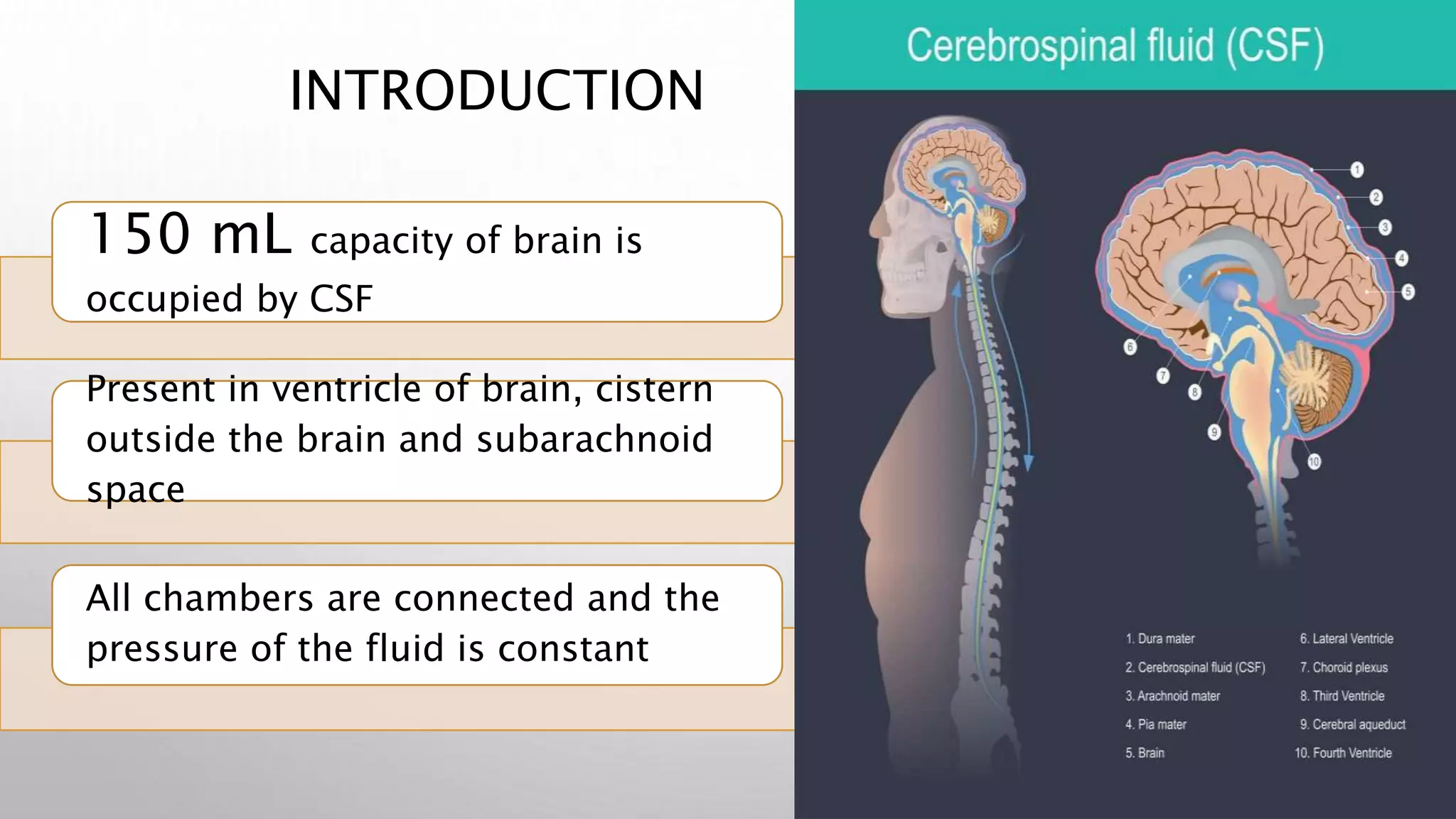 INTRODUCTION
150 mL capacity of brain is
occupied by CSF
Present in ventricle of brain, cistern
outside the brain and subarachnoid
space
All chambers are connected and the
pressure of the fluid is constant
 