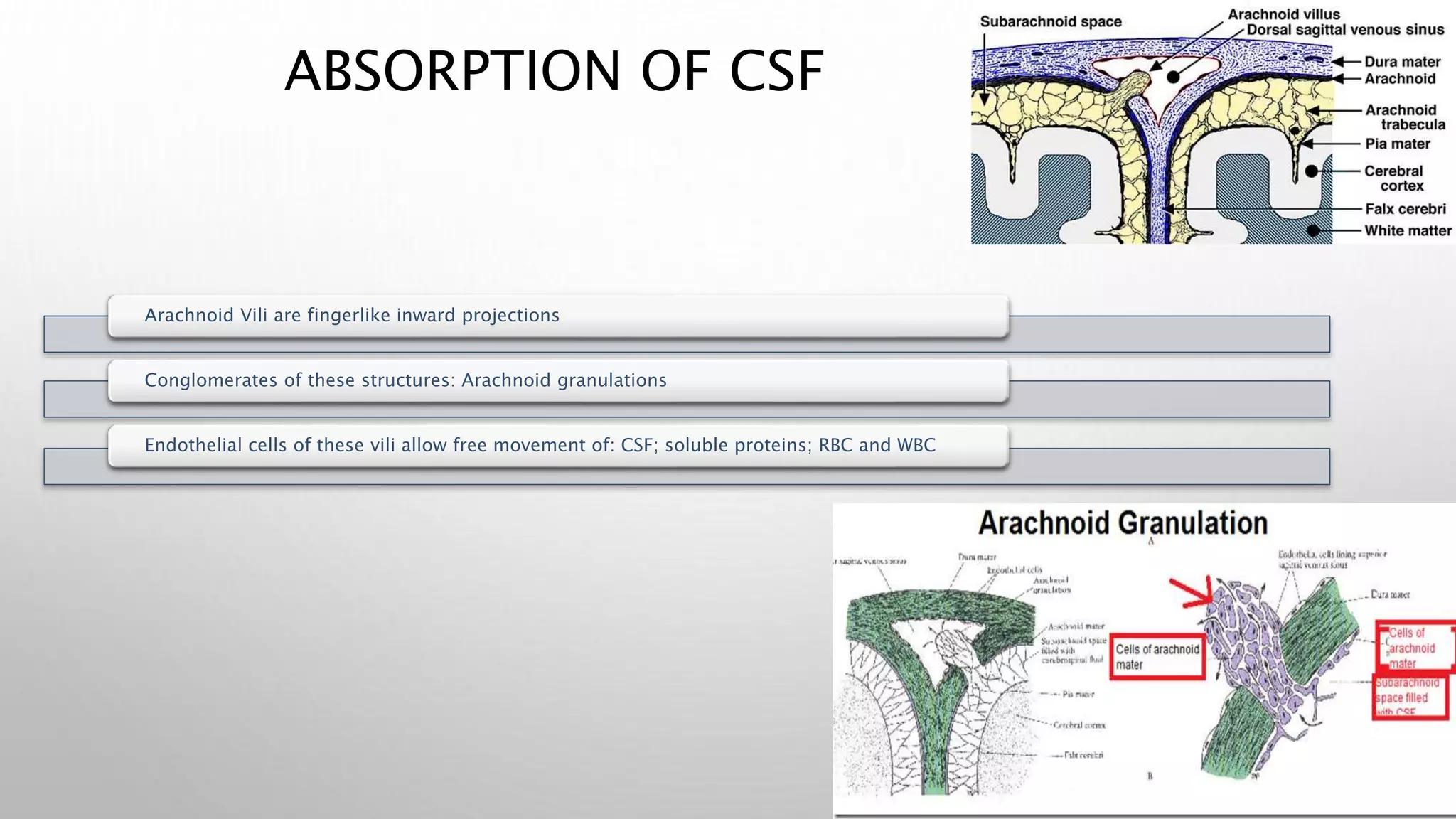 ABSORPTION OF CSF
Arachnoid Vili are fingerlike inward projections
Conglomerates of these structures: Arachnoid granulations
Endothelial cells of these vili allow free movement of: CSF; soluble proteins; RBC and WBC
 