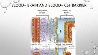 BLOOD- BRAIN AND BLOOD- CSF BARRIER
 