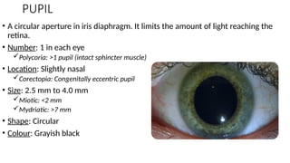 0CULAR AUTONOMIC NERVOUS SYSTEM AND PUPILLARY REFLEXES.pptx