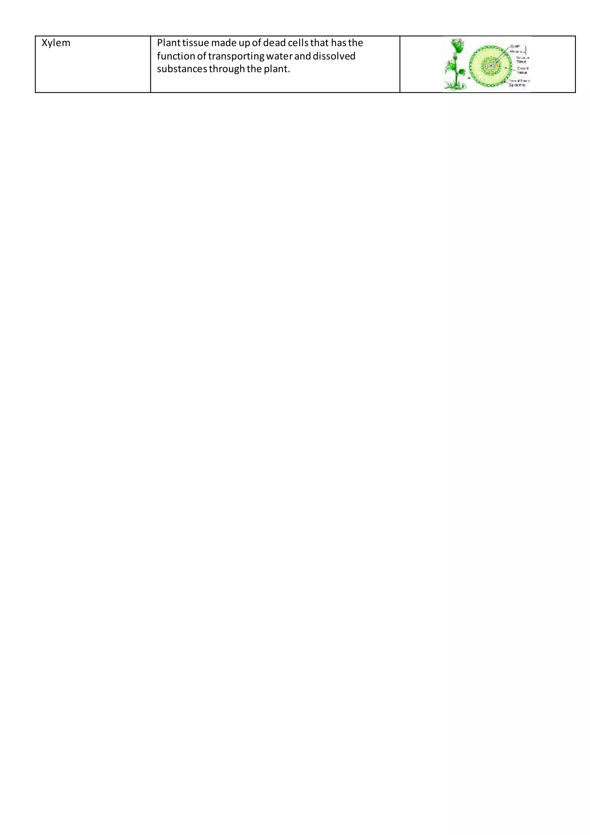 Xylem Planttissue made upof dead cellsthat hasthe
functionof transportingwateranddissolved
substancesthroughthe plant.
 