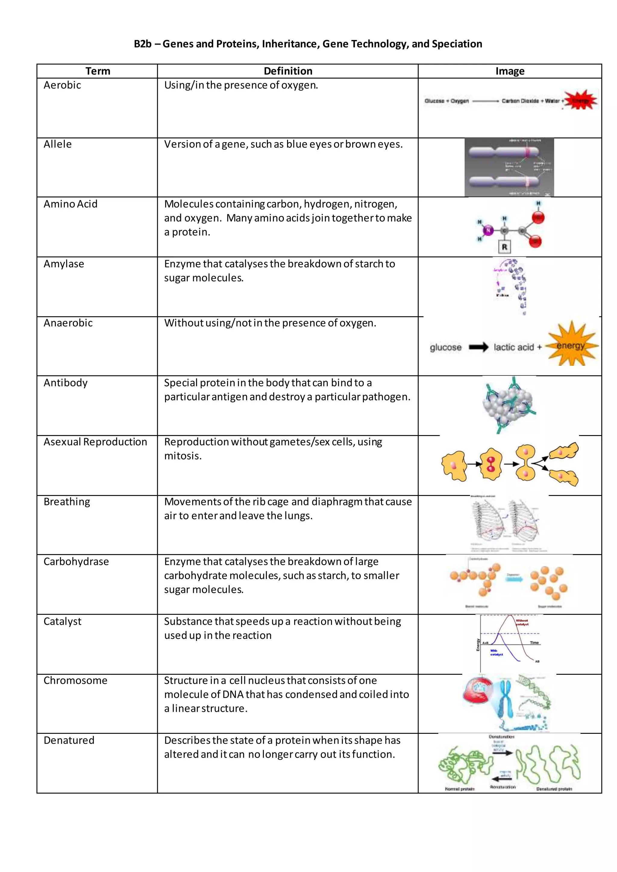 B2b – Genes and Proteins, Inheritance, Gene Technology, and Speciation
Term Definition Image
Aerobic Using/inthe presence of oxygen.
Allele Versionof agene,suchas blue eyesorbrowneyes.
AminoAcid Moleculescontainingcarbon,hydrogen,nitrogen,
and oxygen. Manyaminoacidsjointogethertomake
a protein.
Amylase Enzyme that catalysesthe breakdownof starchto
sugar molecules.
Anaerobic Withoutusing/notinthe presence of oxygen.
Antibody Special proteininthe bodythatcan bindto a
particularantigenanddestroya particularpathogen.
Asexual Reproduction Reproductionwithoutgametes/sex cells,using
mitosis.
Breathing Movementsof the ribcage and diaphragmthatcause
air to enterandleave the lungs.
Carbohydrase Enzyme that catalysesthe breakdownof large
carbohydrate molecules,suchasstarch,to smaller
sugar molecules.
Catalyst Substance thatspeedsupa reactionwithoutbeing
usedup inthe reaction
Chromosome Structure ina cell nucleusthatconsistsof one
molecule of DNA thathas condensedandcoiledinto
a linearstructure.
Denatured Describesthe state of a proteinwhenitsshape has
alteredanditcan nolongercarry out itsfunction.
 