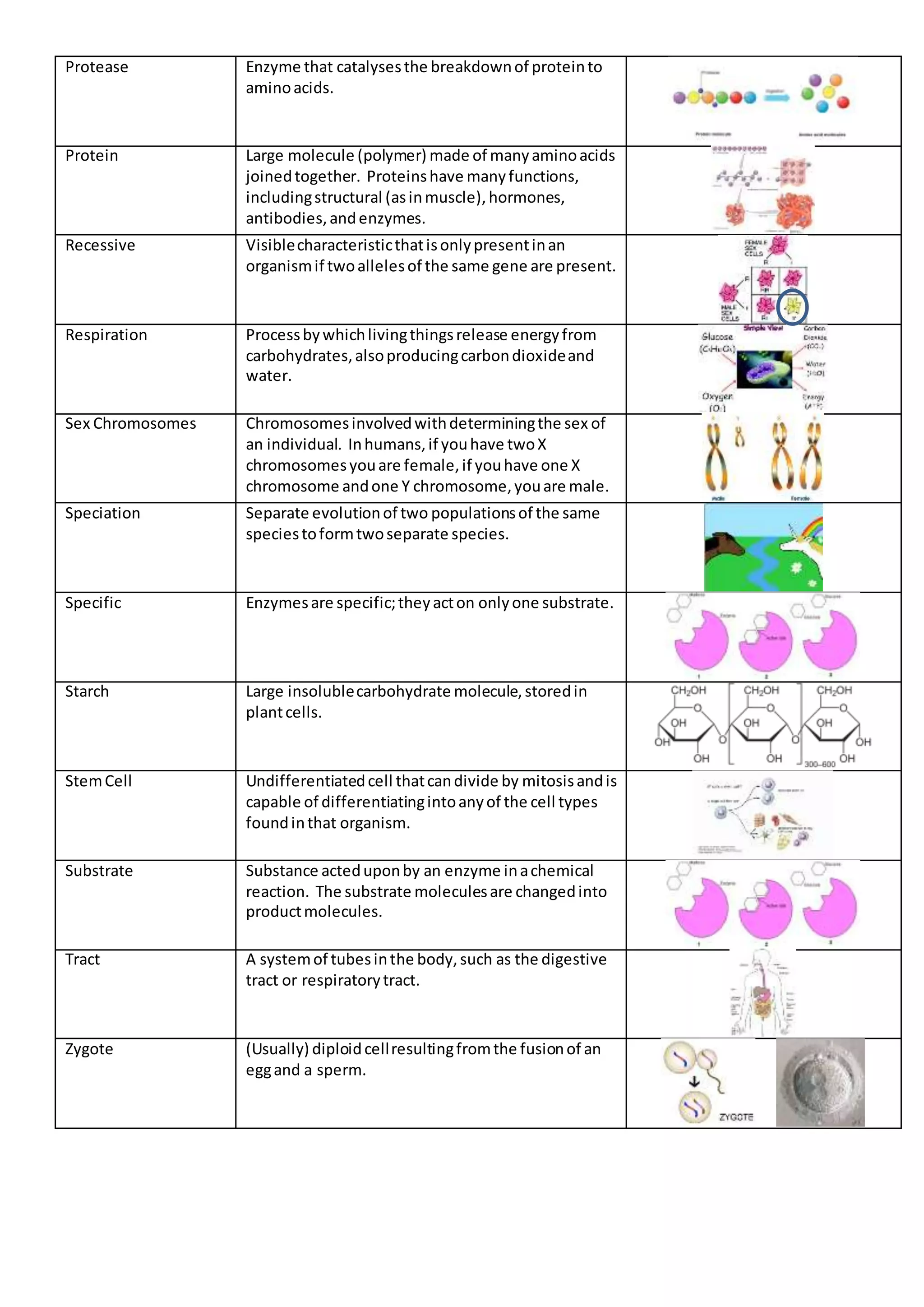 Protease Enzyme that catalysesthe breakdownof proteinto
aminoacids.
Protein Large molecule (polymer) made of manyaminoacids
joinedtogether. Proteinshave manyfunctions,
includingstructural (asinmuscle),hormones,
antibodies,andenzymes.
Recessive Visiblecharacteristicthatisonlypresentinan
organismif twoallelesof the same gene are present.
Respiration Processbywhichlivingthingsrelease energyfrom
carbohydrates,alsoproducingcarbondioxideand
water.
Sex Chromosomes Chromosomesinvolvedwithdeterminingthe sex of
an individual. Inhumans,if youhave twoX
chromosomesyouare female,if youhave one X
chromosome andone Y chromosome,youare male.
Speciation Separate evolutionof two populationsof the same
speciestoformtwoseparate species.
Specific Enzymesare specific;theyacton onlyone substrate.
Starch Large insolublecarbohydrate molecule,storedin
plantcells.
StemCell Undifferentiatedcell thatcandivide by mitosisandis
capable of differentiatingintoanyof the cell types
foundinthat organism.
Substrate Substance acteduponby an enzyme inachemical
reaction. The substrate moleculesare changedinto
productmolecules.
Tract A systemof tubesinthe body,such as the digestive
tract or respiratorytract.
Zygote (Usually) diploidcellresultingfromthe fusionof an
eggand a sperm.
 