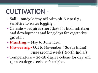 CULTIVATION -
• Soil – sandy loamy soil with ph-6.2 to 6.7 ,
sensitive to water logging .
• Climate – requires short days for bud initiation
and development and long days for vegetative
growth .
• Planting – May to June ideal .
• Flowering - Oct to November ( South India)
June second week ( North India )
• Temperature – 20-28 degree celsius for day and
15 to 20 degree celsius for night .
 