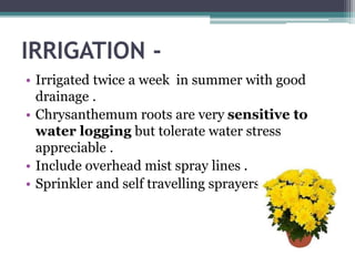 IRRIGATION -
• Irrigated twice a week in summer with good
drainage .
• Chrysanthemum roots are very sensitive to
water logging but tolerate water stress
appreciable .
• Include overhead mist spray lines .
• Sprinkler and self travelling sprayers .
 