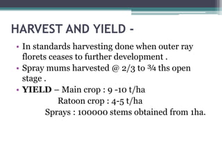 HARVEST AND YIELD -
• In standards harvesting done when outer ray
florets ceases to further development .
• Spray mums harvested @ 2/3 to ¾ ths open
stage .
• YIELD – Main crop : 9 -10 t/ha
Ratoon crop : 4-5 t/ha
Sprays : 100000 stems obtained from 1ha.
 