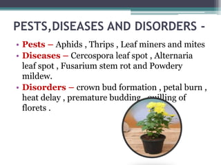 PESTS,DISEASES AND DISORDERS -
• Pests – Aphids , Thrips , Leaf miners and mites
• Diseases – Cercospora leaf spot , Alternaria
leaf spot , Fusarium stem rot and Powdery
mildew.
• Disorders – crown bud formation , petal burn ,
heat delay , premature budding , quilling of
florets .
 