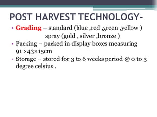 POST HARVEST TECHNOLOGY-
• Grading – standard (blue ,red ,green ,yellow )
spray (gold , silver ,bronze )
• Packing – packed in display boxes measuring
91 ×43×15cm
• Storage – stored for 3 to 6 weeks period @ 0 to 3
degree celsius .
 