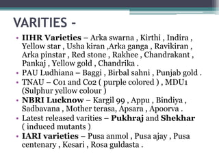 VARITIES -
• IIHR Varieties – Arka swarna , Kirthi , Indira ,
Yellow star , Usha kiran ,Arka ganga , Ravikiran ,
Arka pinstar , Red stone , Rakhee , Chandrakant ,
Pankaj , Yellow gold , Chandrika .
• PAU Ludhiana – Baggi , Birbal sahni , Punjab gold .
• TNAU – Co1 and Co2 ( purple colored ) , MDU1
(Sulphur yellow colour )
• NBRI Lucknow – Kargil 99 , Appu , Bindiya ,
Sadbavana , Mother terasa, Apsara , Apoorva .
• Latest released varities – Pukhraj and Shekhar
( induced mutants )
• IARI varieties – Pusa anmol , Pusa ajay , Pusa
centenary , Kesari , Rosa guldasta .
 
