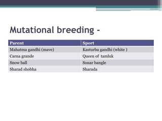 Mutational breeding -
Parent Sport
Mahatma gandhi (mave) Kasturba gandhi (white )
Carna grande Queen of tamluk
Snow ball Sonar bangle
Sharad shobha Sharada
 