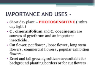 IMPORTANCE AND USES -
• Short day plant – PHOTOSENSITIVE ( 10hrs
day light )
• C . cineraiifolium and C. coccineum are
sources of pyrethrum and an important
insecticide .
• Cut flower, pot flower , loose flower , long stem
flowers , commercial flowers , popular exhibition
flowers .
• Erect and tall growing cultivars are suitable for
background planting borders or for cut flowers .
 