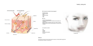 Epidermis
Dermis
Hypodermics
Adipose tissue
Adipose tissue
Hair follicle
Sebaceous (oil gland)
Arrector pili muscle
UVB (ultraviolet light) UVA (ultraviolet light)
Heat
Water
Skin functions to protect the body against
• Microbial invasion
• Mechanical stress
• Water
• Chemical damage
• Heat
• Light
Skin can
• Control the body temperature
• Provide an important means of emotional communication and
identification
• Absorb a variety of substances; water, oils, vitamins, minerals
• Excrete wastes and toxins through sweating, oil production and
shedding
Porcelain skin
Healthy looking skin
It is important to consider
• Diet
• Lifestyle
• Climate
• Environmental pollutants
• Genetics
Reflection
The structure of the skin and skin functions helps the project to consider different aspects that
may help Daniel to maintain a ‘porcelain skin’.
 