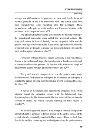REVIEW OF LITERATURE
Embryology
10
undergo sex differentiation to generate the male and female forms of
external genitalia. In the fifth embryonic week, the cloacal folds form
from mesenchymal cells migrating into the perineum. These
mesenchymal cells pile up in the midline and form an elevation in the
perineum called the genital tubercle[10]
.
The genital tubercle is located just cranial to the midline opening of
the endodermal urogenital sinus called the urogenital ostium. The
urogenital ostium is flanked laterally by the urogenital folds and the
genital swellings/labioscrotal folds. Endodermal epithelial cells from the
urogenital sinus are thought to invade into the genital tubercle to form the
solid midline epithelial urethral plate[10]
.
Formation of these structures occurs identically in male and female
fetuses in the ambisexual stage of external genitalia development through
a hormone-independent process. In humans this ambisexual stage of
development occurs between gestational weeks 8 and 12[10]
.
The genital tubercle elongates to become the penis in males under
the influence of fetal testicular androgens. In the absence of androgens in
females the genital tubercle exhibits minimal growth in size and becomes
the clitoris[10]
.
A portion of the cloacal folds becomes the urogenital folds, which
laterally bound the urogenital ostium with the labioscrotal folds
developing laterally. The labioscrotal folds fuse in the midline to form the
scrotum in males, but remain separate forming the labia majora in
females[10]
.
As the solid epithelial urethral plate elongates towards the tip of the
genital tubercle, it canalizes to form a groove on the ventral surface of the
genital tubercle bounded by urethral folds in males. These urethral folds
fuse in the midline converting the urethral groove into the penile urethra.
 