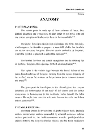 REVIEW OF LITERATURE
Anatomy
12
ANATOMY
THE HUMAN PENIS:
The human penis is made up of three columns of tissue. Two
corpora cavernosa are located next to each other on the dorsal side and
one corpus spongiosum lies between them on the ventral side[13]
.
The end of the corpus spongiosum is enlarged and forms the glans,
which supports the foreskin or prepuce, a loose fold of skin that in adults
can retract to expose the glans. The area on the underside of the penis,
where the foreskin is attached, is called the frenulum[13]
.
The urethra traverses the corpus spongiosum and its opening lies
on the tip of the glans. It is a passage for both urine and semen[13]
.
The raphe is the visible ridge between the lateral halves of the
penis, found underside of the penis running from the meatus (opening of
the urethra) across the scrotum to the perineum (area between scrotum
and anus)[13]
.
The glans penis is homologous to the clitoral glans, the corpora
cavernosa are homologous to the body of the clitoris and the corpus
spongiosum is homologous to the vestibular bulbs beneath the labia
minora. The raphe does not exist in females because there the two halves
are not connected[13]
.
THE MALE URETHRA:
The male urethra is divided into six parts: bladder neck, prostatic
urethra, membranous urethra surrounded by external sphincter, bulbous
urethra proximal to the ischiocavernosus muscle, penile/pendulous
urethra distal to the ischiocavernosus muscle, and the fossa navicularis
 