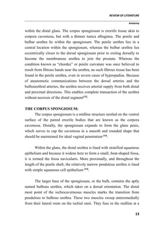 REVIEW OF LITERATURE
Anatomy
13
within the distal glans. The corpus spongiosum is erectile tissue akin to
corpora cavernosa, but with a thinner tunica albuginea. The penile and
bulbar urethra lie within the spongiosum. The penile urethra lies in a
central location within the spongiosum, whereas the bulbar urethra lies
eccentrically closer to the dorsal spongiosum prior to exiting dorsally to
become the membranous urethra to join the prostate. Whereas the
condition known as “chordee” or penile curvature was once believed to
result from fibrous bands near the urethra, no such fibrous tissue has been
found in the penile urethra, even in severe cases of hypospadias. Because
of anastomotic communications between the dorsal arteries and the
bulbourethral arteries, the urethra receives arterial supply from both distal
and proximal directions. This enables complete transaction of the urethra
without necrosis of the distal segment[12]
.
THE CORPUS SPONGIOSUM:
The corpus spongiosum is a midline structure nestled on the ventral
surface of the paired erectile bodies that are known as the corpora
cavernosa. Distally, the spongiosum expands to form the glans penis,
which serves to cap the cavernosa in a smooth and rounded shape that
should be maintained for ideal vaginal penetration [14]
.
Within the glans, the distal urethra is lined with stratified squamous
epithelium and because it widens here to form a small, boat-shaped fossa,
it is termed the fossa navicularis. More proximally, and throughout the
length of the penile shaft, the relatively narrow pendulous urethra is lined
with simple squamous cell epithelium [14]
.
The larger base of the spongiosum, or the bulb, contains the aptly
named bulbous urethra, which takes on a dorsal orientation. The distal
most point of the ischiocavernosus muscles marks the transition from
pendulous to bulbous urethra. These two muscles sweep anteromedially
from their lateral roots on the ischial rami. They fuse in the midline at a
 