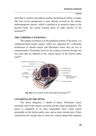 REVIEW OF LITERATURE
Anatomy
14
point that is ventral to the bulbous urethra, facilitating its ability to empty.
The base of the spongiosum is more directly covered by the solitary
bulbospongiosus muscle, which is attached at its posterior aspect to the
perineal body, the central meeting point of eight muscles of the
perineum[14]
.
THE CORPORA CAVERNOSA:
The corpora cavernosa is in the pendulous portion of the penis, it is
endothelial-lined lacunar spaces, which are supported by a trabecular
architecture of smooth muscle and fibroelastic tissue, they are two in
communication. Proximally, however, the corpora cavernosa diverge into
two crura that are adherent to the ventral aspects of the inferior pubic
rami[14]
.
Fig. [8] Cross section in the mid shaft of the penis [15]
.
COVERINGS OF THE PENIS:
The tunica albuginea, a sheath of dense, fibroelastic tissue,
surrounds each of the corpora cavernosa and the corpus spongiosum. The
tunica is comprised of an outer longitudinal layer, which inserts
proximally on the inferior pubic rami, and an inner circular layer. Fibers
extend from the circular layer to form the vertical septum that separates
 